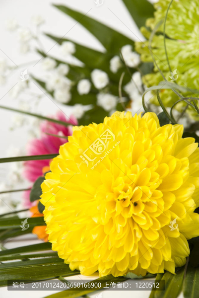 黃色的菊花