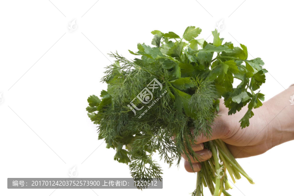 歐芹和蒔蘿