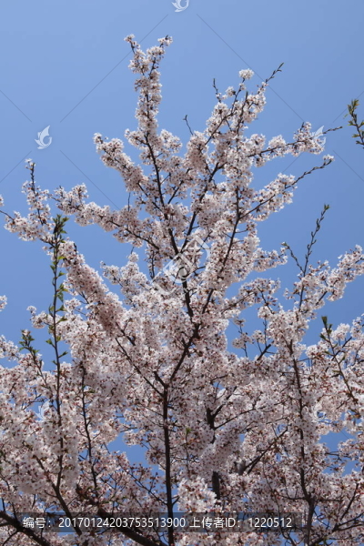 櫻花