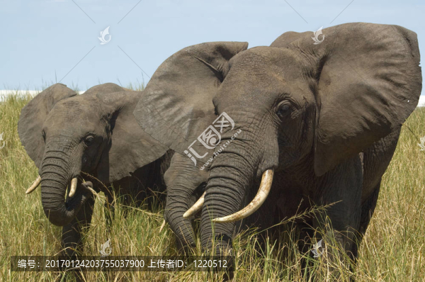 游獵-匯圖網(wǎng) www.fosd68.com 游獵