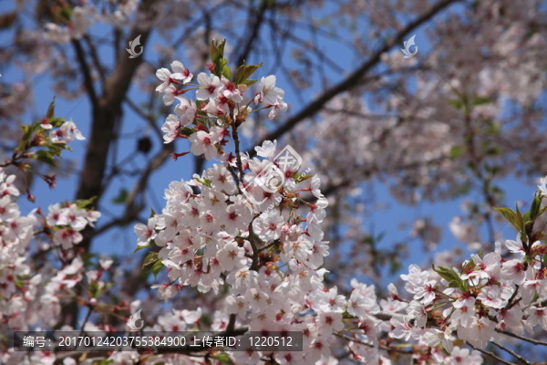 櫻花