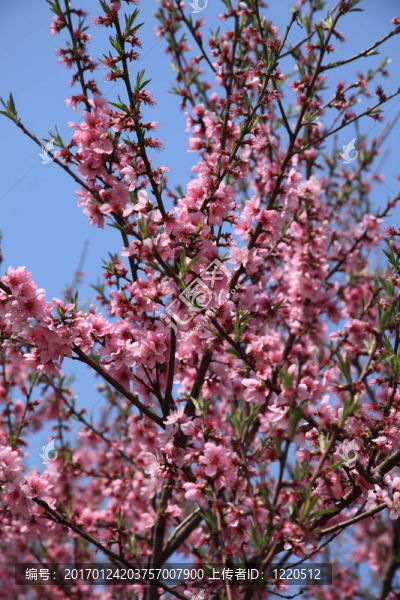 櫻花