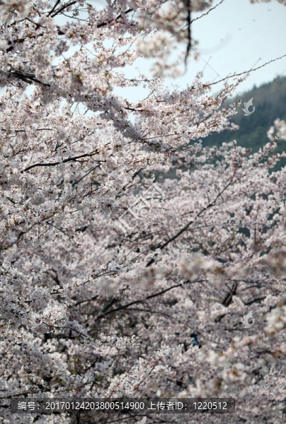 櫻花
