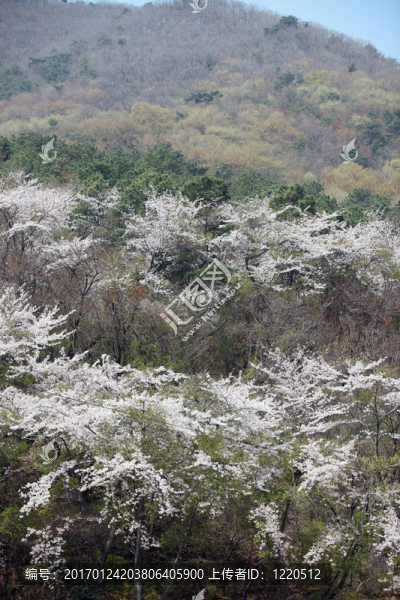 櫻花