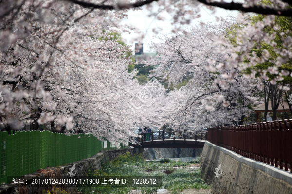 櫻花