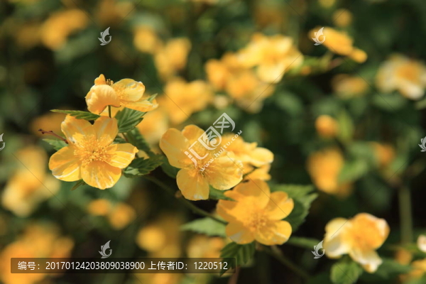 櫻花