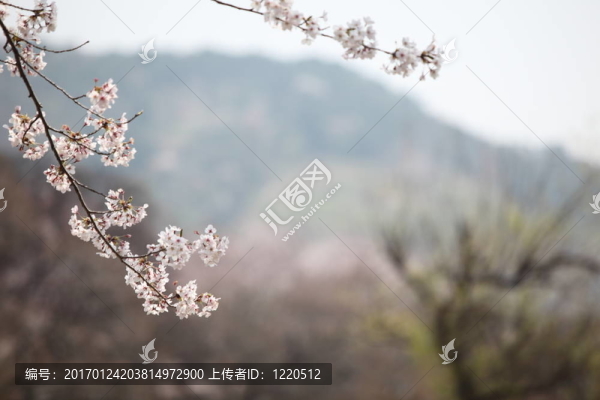 櫻花