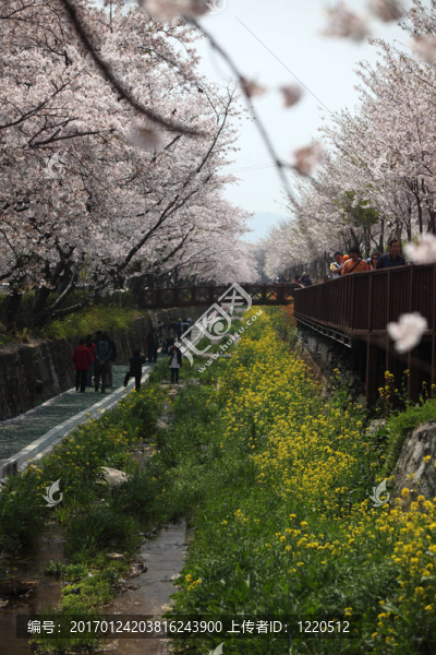 櫻花