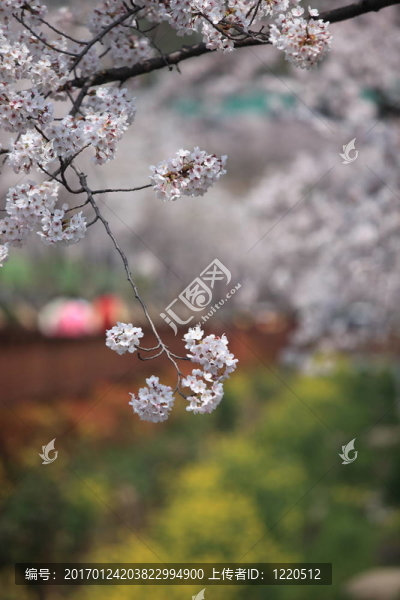 櫻花