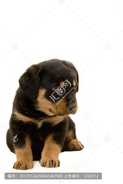 羅威納幼犬