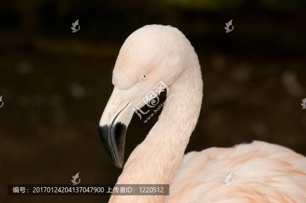 火烈鳥