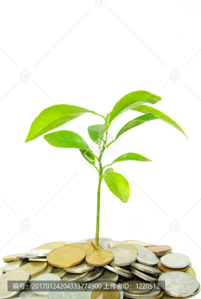 植物在硬幣