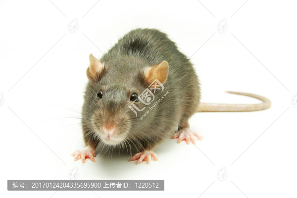 有趣的大鼠