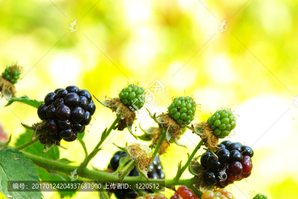 黑莓-匯圖網(wǎng) www.fosd68.com 黑莓