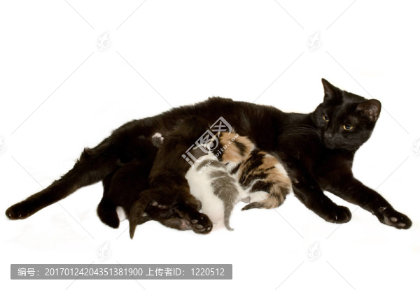 母貓和小貓