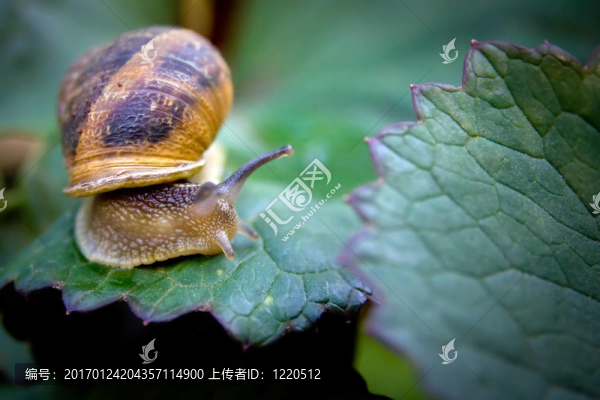 花園里的蝸牛