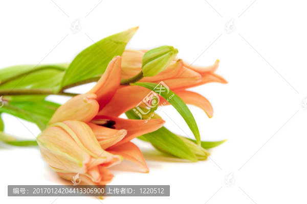 莉莉-匯圖網(wǎng) www.fosd68.com 莉莉