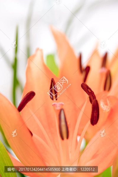 莉莉