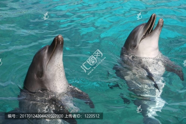 寬吻海豚-匯圖網(wǎng) www.fosd68.com 寬吻海豚