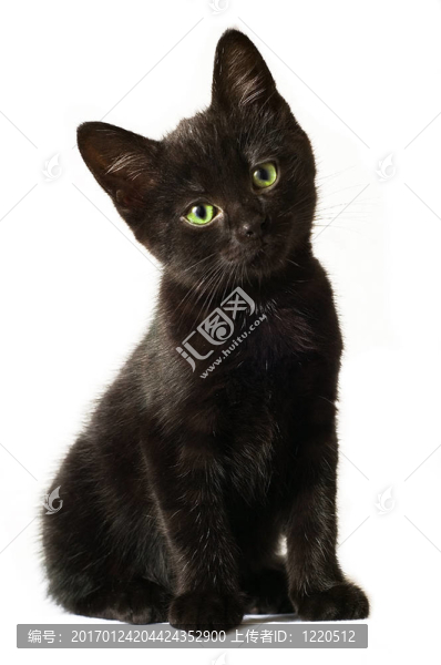 黑色的小貓