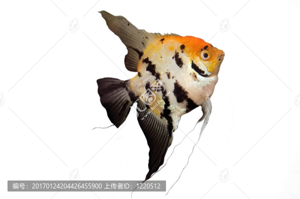 孤立Angel,Fish