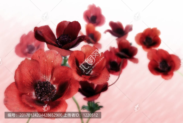 罌粟銀蓮花