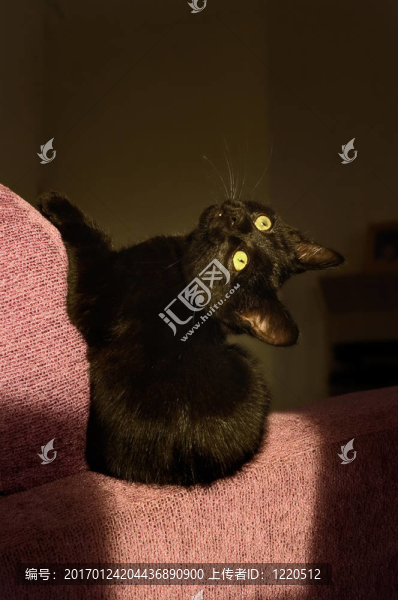 小貓在陽光下玩耍