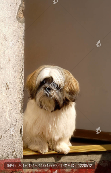 拉薩犬