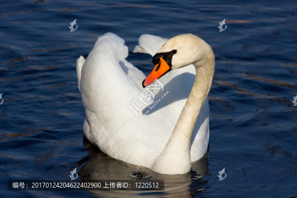 白天鵝