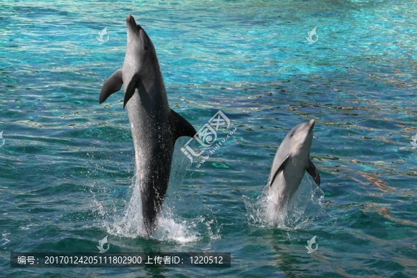 海豚跳躍