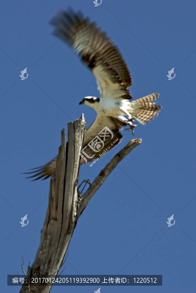 魚(yú)鷹