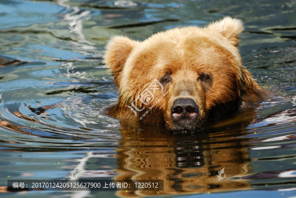 棕色的熊游泳