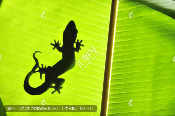 自然的壁虎