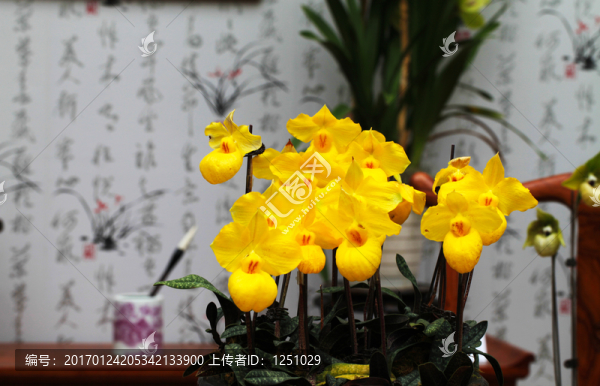 幽蘭倩影