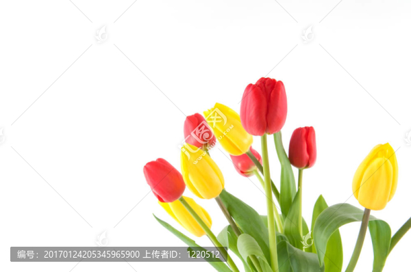 花束郁金香紅色和黃色
