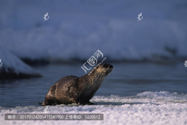 水獺在冰