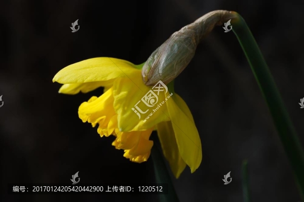 黃水仙