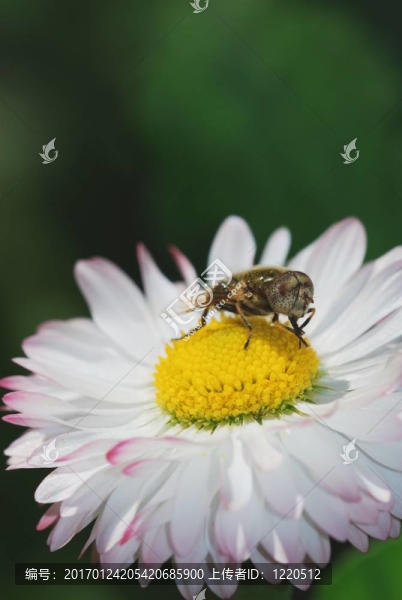 食蚜蠅在雛菊的花