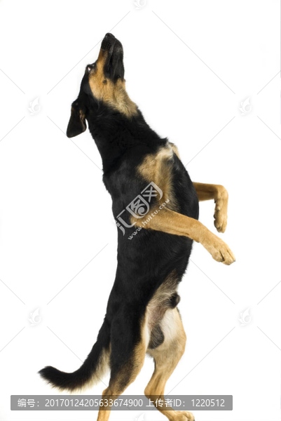 狗的舞者