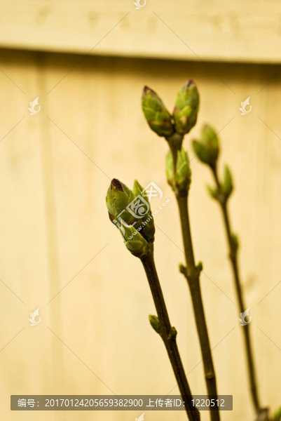 芽
