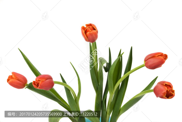 五朵紅色郁金香芽