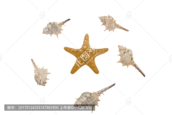海星和貝殼