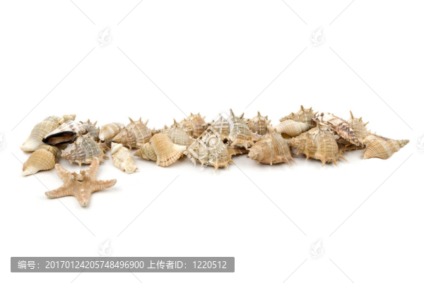 海貝殼