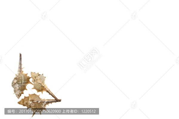 貝殼相框