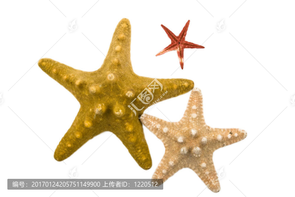 海星-匯圖網(wǎng) www.fosd68.com 海星