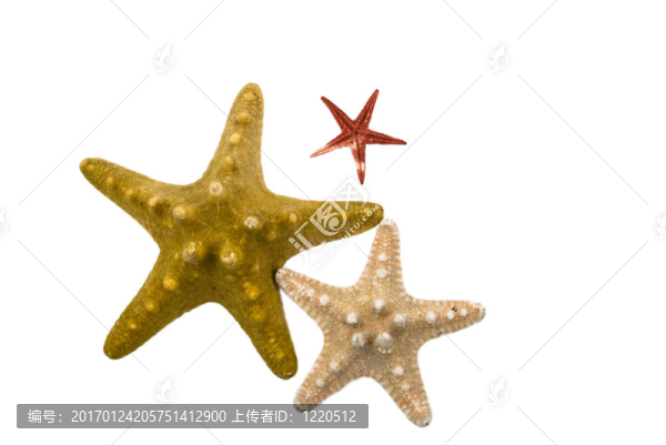 海星
