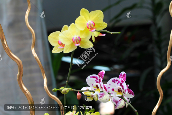 幽蘭倩影