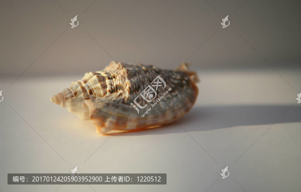 海貝殼-匯圖網(wǎng) www.fosd68.com 海貝殼