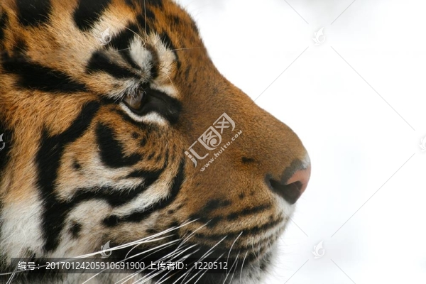 老虎-匯圖網(wǎng) www.fosd68.com 老虎