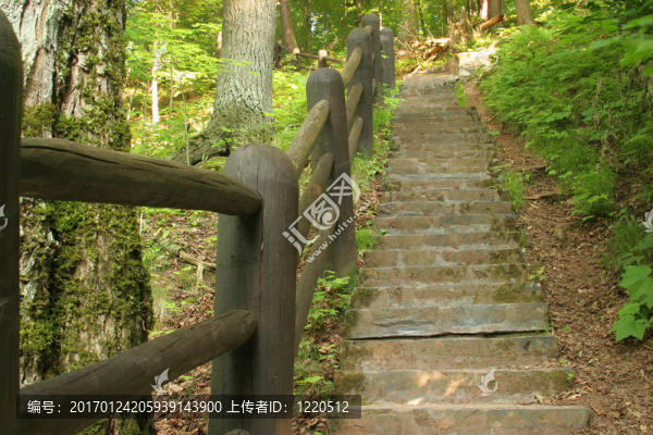 在Woods,2步小道